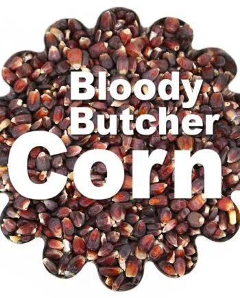bloody butcher corn kernels.